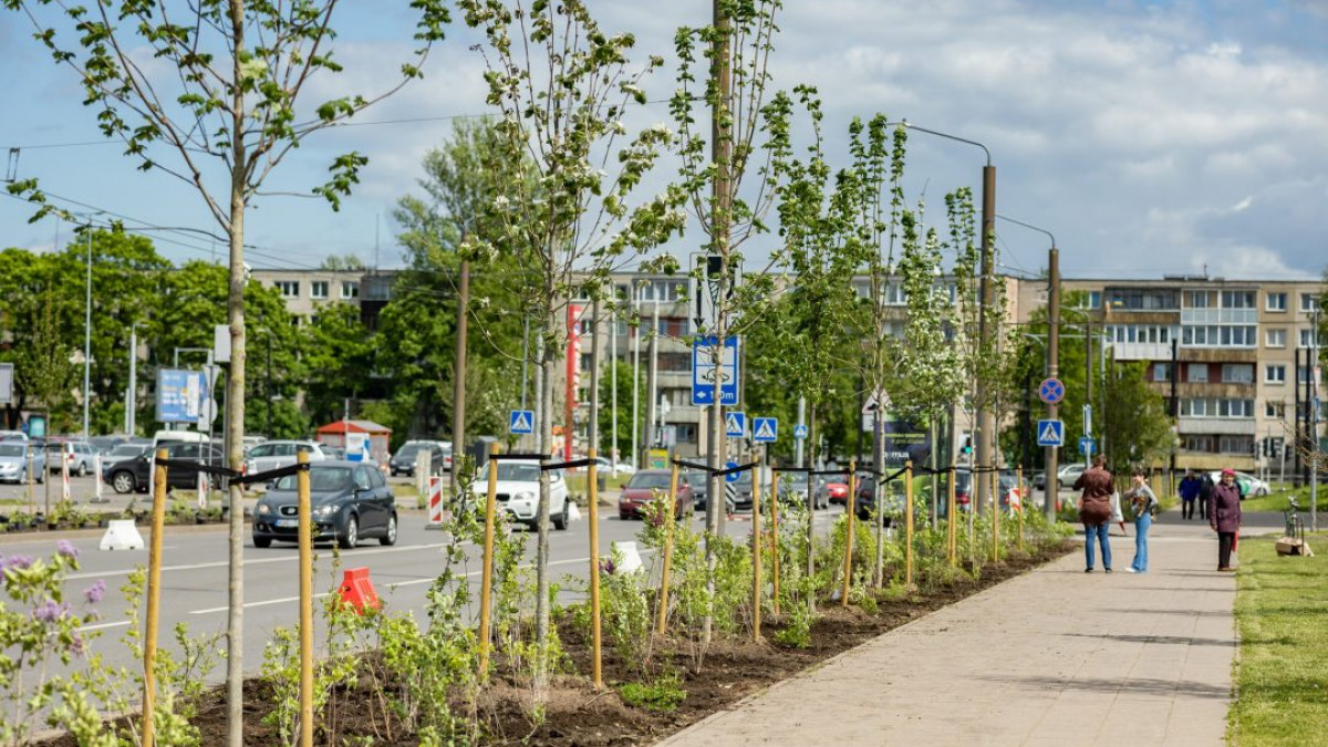 Vilnius planuoja dešimt kartų padidinti įkainį už šalinamus medžius 1