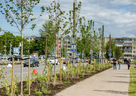 Vilnius planuoja dešimt kartų padidinti įkainį už šalinamus medžius