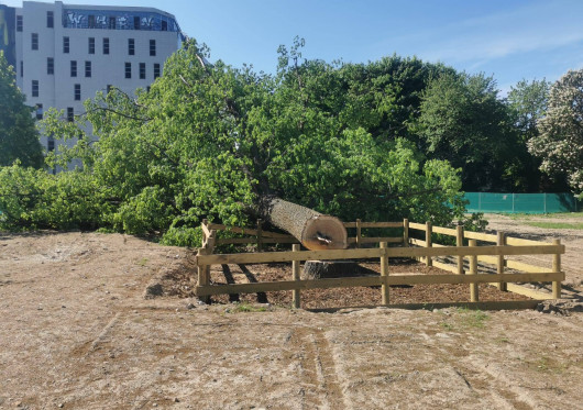 Prokuratūra atmetė V. Benkunsko skundą dėl Vilniuje nukirsto brandaus ąžuolo