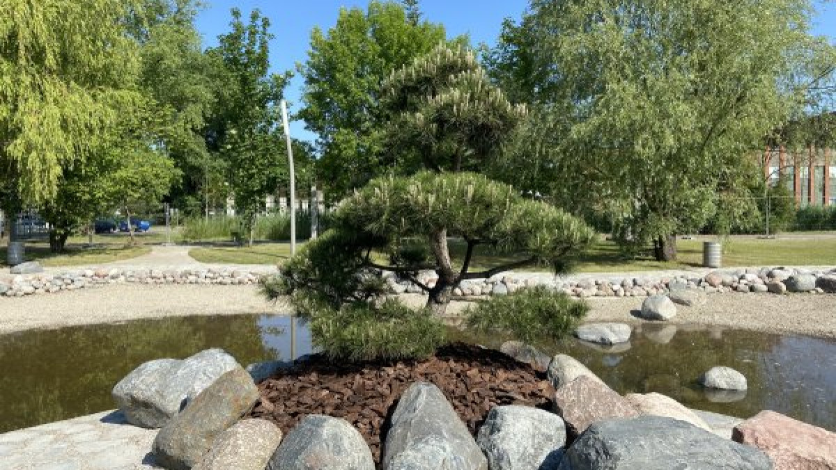Atidaromas dar vienas Sakurų parkas Lietuvoje. Naujausias - Klaipėdoje 1