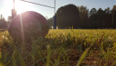 Po kelerių metų Šiauliuose turėtų iškilti futbolo ir regbio maniežas 1