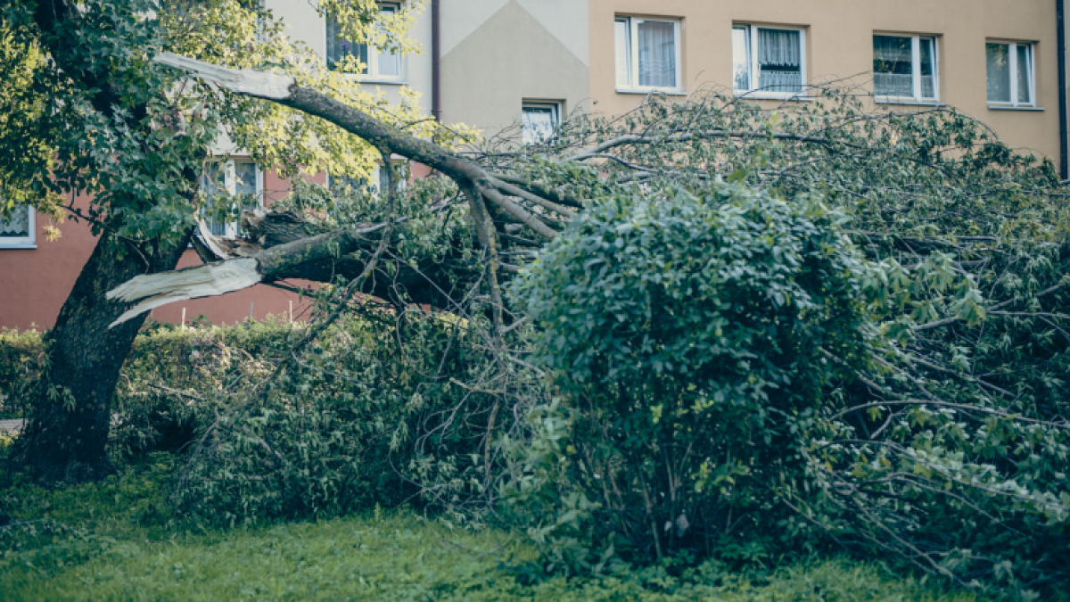 Ką daryti su audrų sužalotais medžiais? 1
