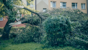 Ką daryti su audrų sužalotais medžiais? 1