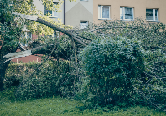 Ką daryti su audrų sužalotais medžiais?