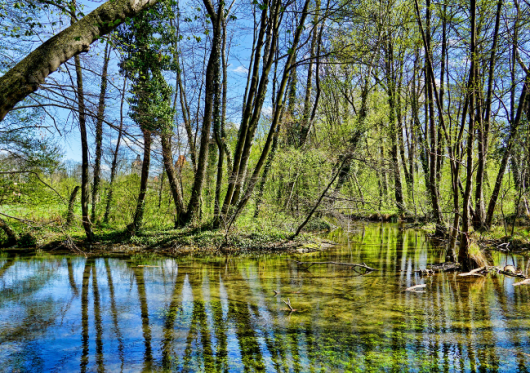 Kas leidžiama ir kas draudžiama pelkių, šaltinynų, natūralių pievų ir ganyklų teritorijose