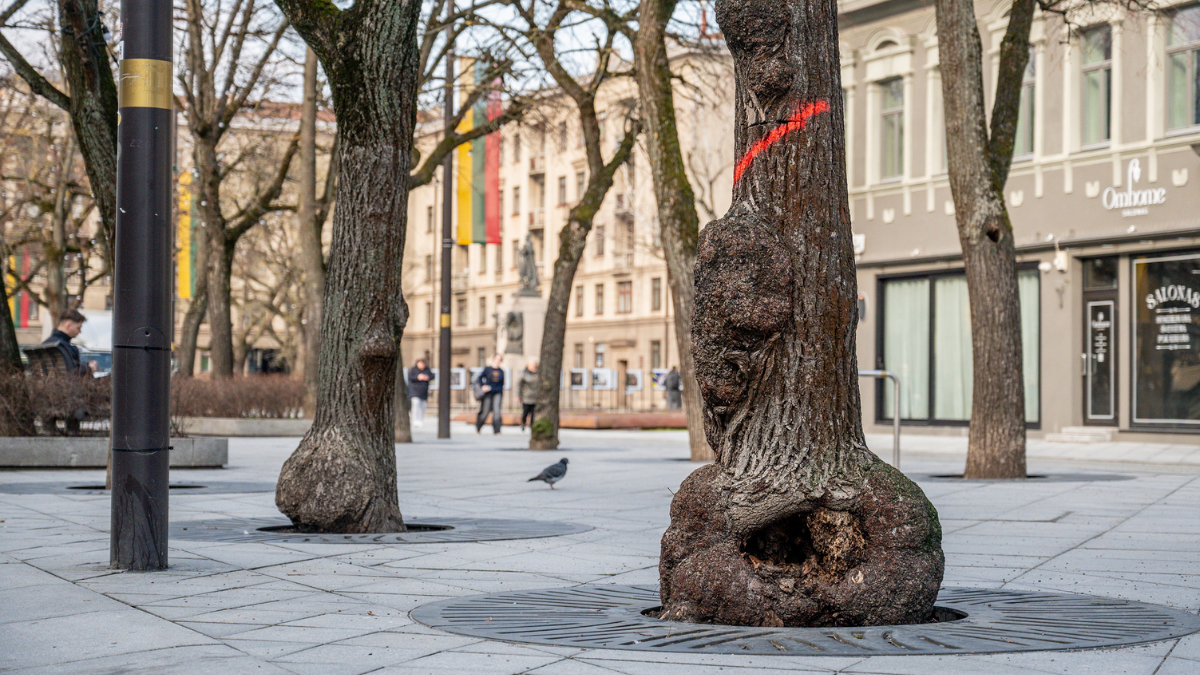 Pažeistas liepas Laisvės alėjoje pakeis nauji medžiai