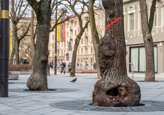 Pažeistas liepas Laisvės alėjoje pakeis nauji medžiai