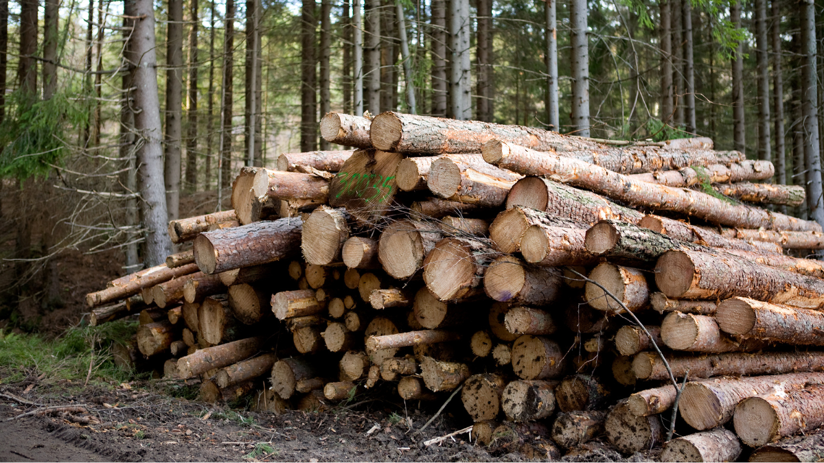 Sausuoliai ir vėjavartos: ką reikia žinoti prieš kertant savo miške? 1