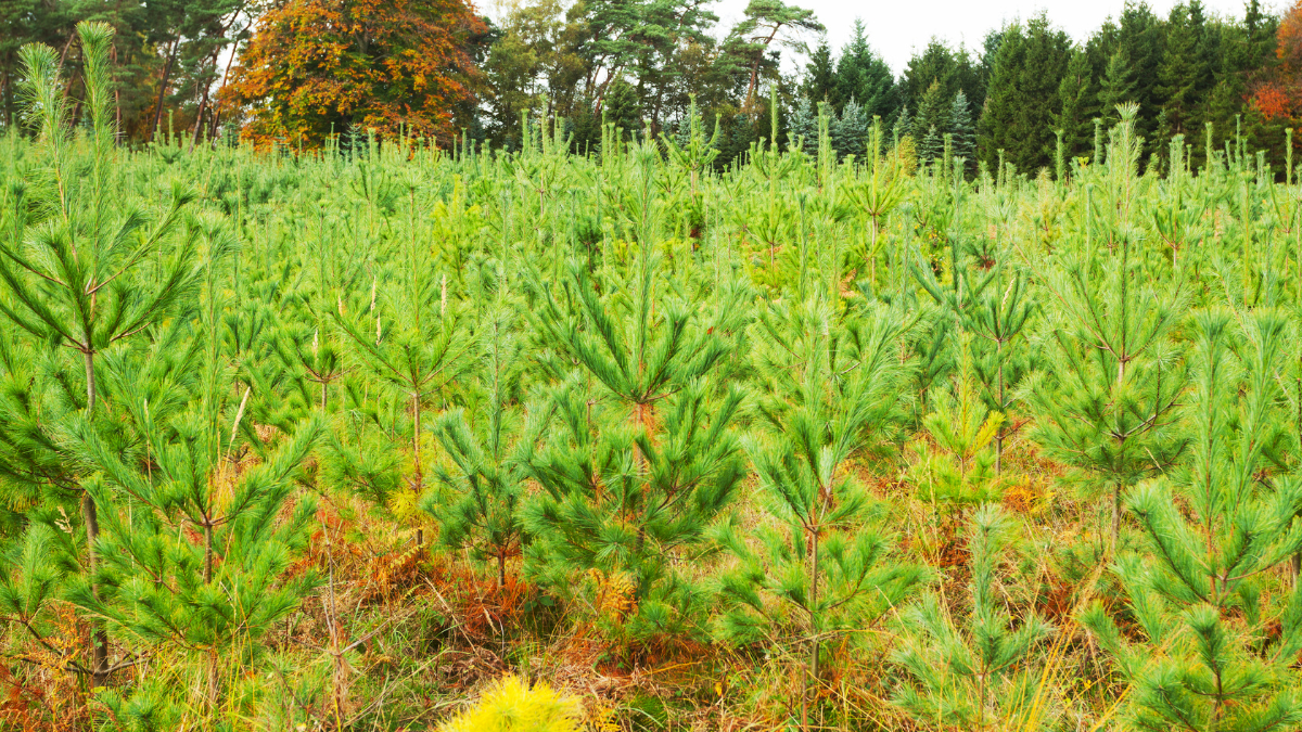 Žalieji plaučiai Lietuvai: kaip įveisti mišką savo žemėje?