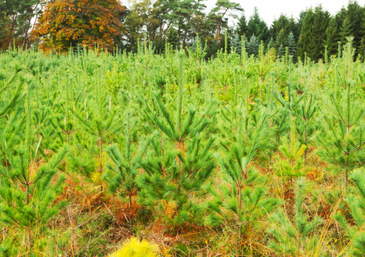 Žalieji plaučiai Lietuvai: kaip įveisti mišką savo žemėje?