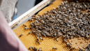 Verslo pastangos dėl klimato: ant prekybos centro įrengė elektrinę ir įkurdino bites 3