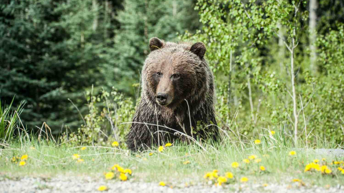 Laukiniai gyvūnai jūsų kieme: draudimo bendrovės atstovas atsakė ar būtų atlyginta už padarytą žalą 1