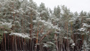 Lietuvoje mišką būtų galima įveisti 157 tūkst. hektarų žemės plote 1