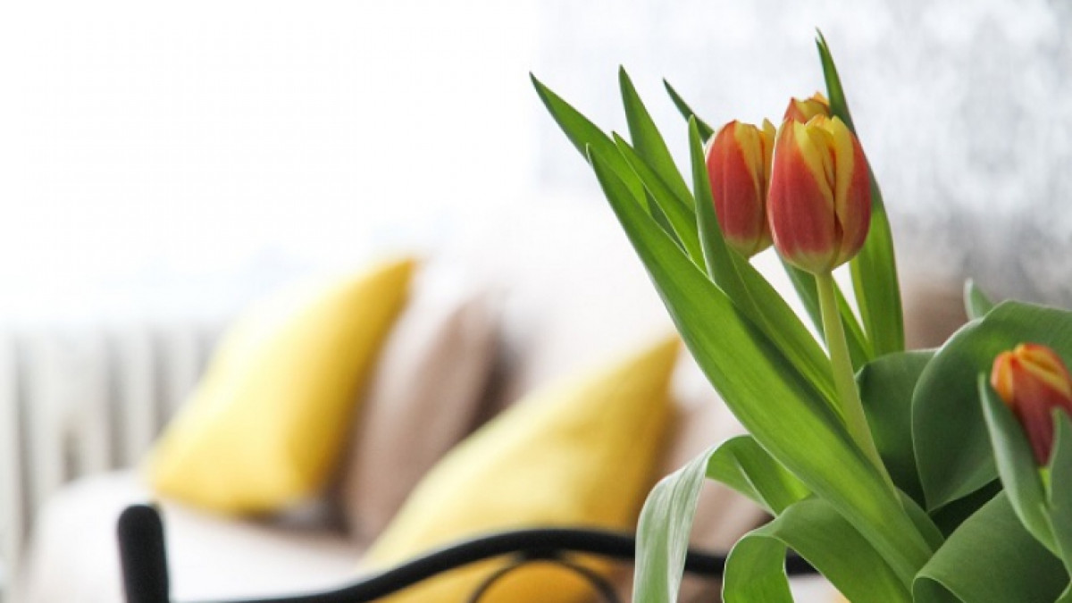 Kaip paruošti namus pavasariui? Keli paprasti patarimai kiekvienam 1