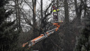 ESO dėmesys pavojingų medžių tvarkymui 1
