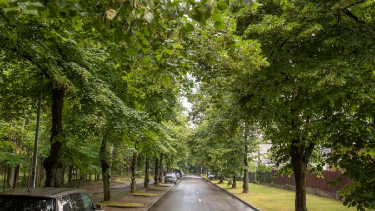 Vilnius gerina brandžių medžių priežiūrą 1