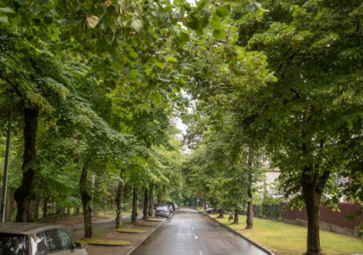 Vilnius gerina brandžių medžių priežiūrą