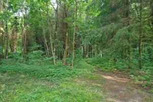 Parduodamas  sklypas Pamario 4-oji g., Gervėnupio k., Kauno r. sav., 39.85 a ploto 9