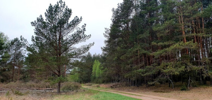 Parduodamas  sklypas Šeškučių k., Vilniaus r. sav., 279.95 a ploto 6