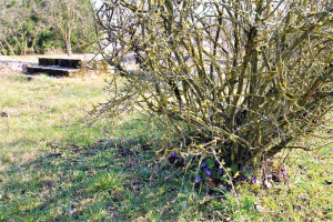 Parduodamas  sklypas Žiedo g., Svirnų II k., Anykščių r. sav., 33 a ploto 9