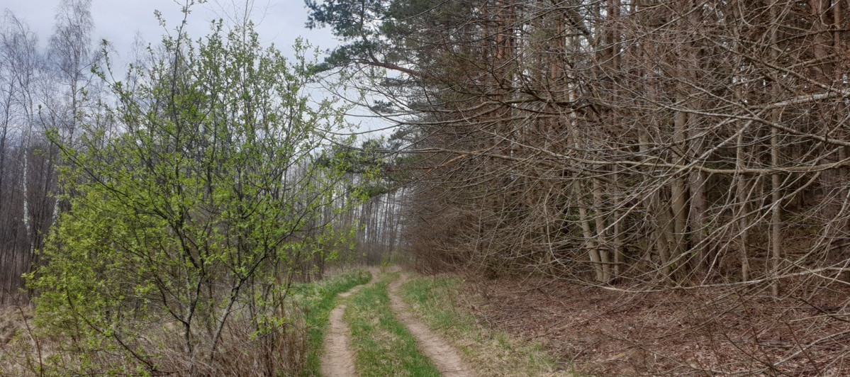 Parduodamas sklypas Salinių k., Zarasų r. sav., 460 a ploto 6