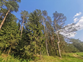 Parduodamas  sklypas Vytautavos k., Trakų r. sav., 79.8 a ploto 10