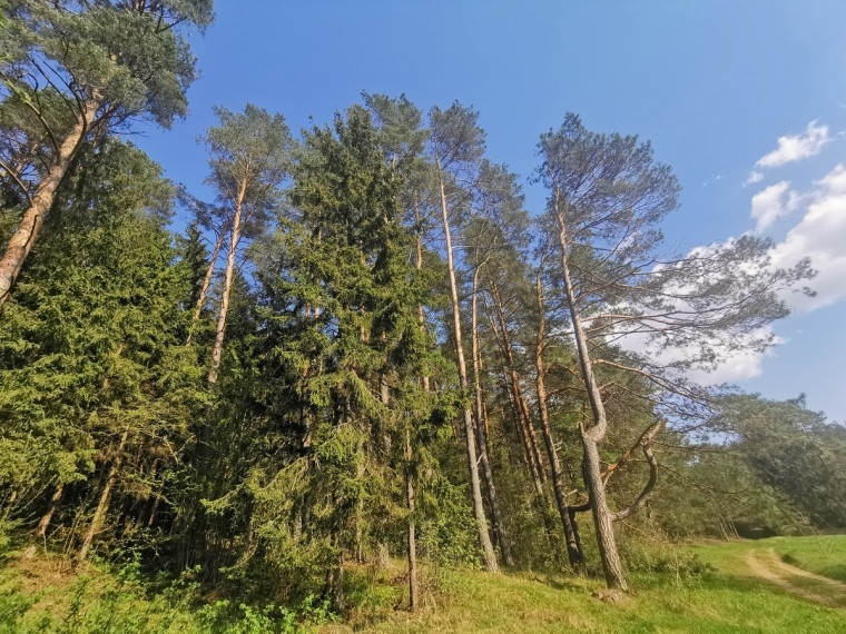 Parduodamas  sklypas Vytautavos k., Trakų r. sav., 79.8 a ploto 9