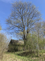 Prie Antalieptės Marių 1898m. sodyba su 0,9ha žemės 14