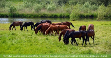 Parduodamas žemės ūkio paskirties sklypas Naujoji, Navasiolkų k., Elektrėnų sav., 1330 a ploto 12