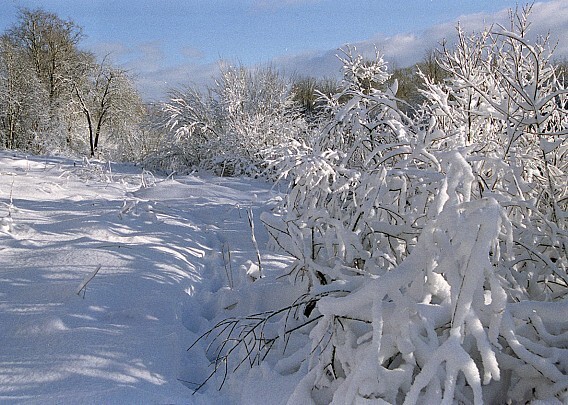 Parduodamas  sklypas Jučių k., Raseinių r. sav., 225 a ploto 3