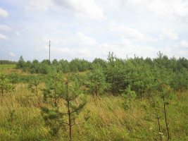 Parduodamas kitos paskirties sklypas Girvydiškių k., Zarasų r. sav., 2600 a ploto 8