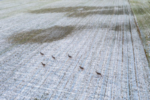 Parduodamas  sklypas Bereniškės g., Gargždų m., Klaipėdos r. sav., 12.5 a ploto 41