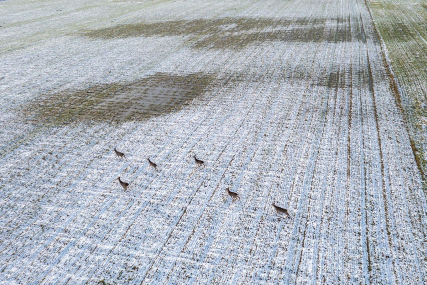 Parduodamas  sklypas Bereniškės g., Gargždų m., Klaipėdos r. sav., 12.5 a ploto 41
