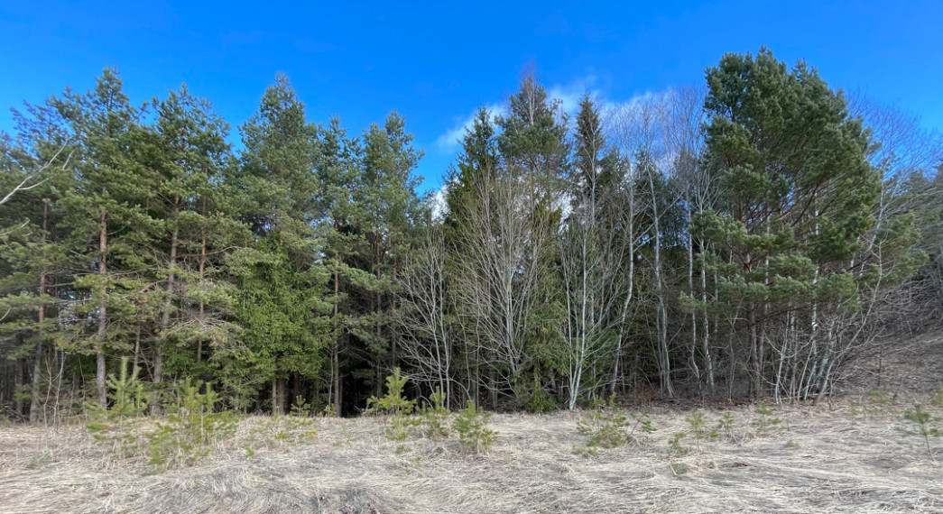 Parduodamas gražus, labai jaukus 1,88 ha gamtos kampelis, netoli Šiaulių miesto. 6
