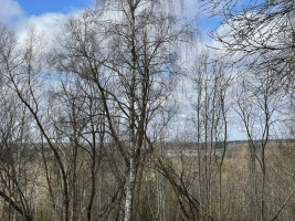 Parduodamas gražus, labai jaukus 1,88 ha gamtos kampelis,  netoli Šiaulių miesto. 8