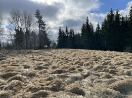 Parduodamas gražus, labai jaukus 1,88 ha gamtos kampelis,  netoli Šiaulių miesto. 10