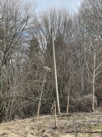 Parduodamas gražus, labai jaukus 1,88 ha gamtos kampelis,  netoli Šiaulių miesto. 12