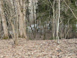 Parduodamas gražus, labai jaukus 1,88 ha gamtos kampelis,  netoli Šiaulių miesto. 13