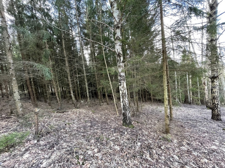 Parduodamas gražus, labai jaukus 1,88 ha gamtos kampelis,  netoli Šiaulių miesto. 15