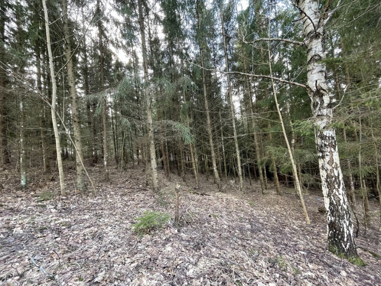 Parduodamas gražus, labai jaukus 1,88 ha gamtos kampelis,  netoli Šiaulių miesto. 16