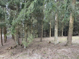 Parduodamas gražus, labai jaukus 1,88 ha gamtos kampelis,  netoli Šiaulių miesto. 17