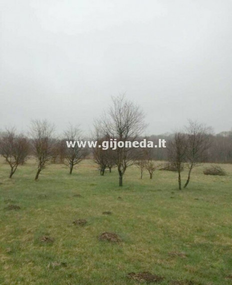 Parduodamas  sklypas Glaudėnų k., Klaipėdos r. sav., 335 a ploto 1