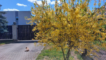 Parduodamas namas Antagynės g., Žemutiniai Kaniūkai, Kauno m., Kauno m. sav., 312.5 m2 ploto, 2 aukštai 31