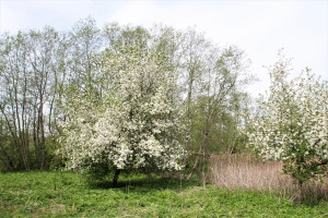 Parduodamas  sklypas Klevų g., Kiemelių k., Vilniaus r. sav., 100 a ploto 12