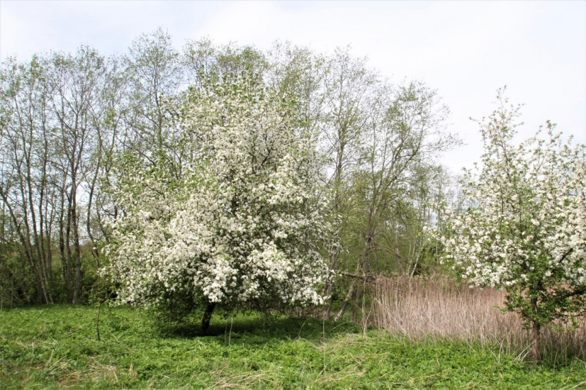 Parduodamas  sklypas Klevų g., Kiemelių k., Vilniaus r. sav., 100 a ploto 12