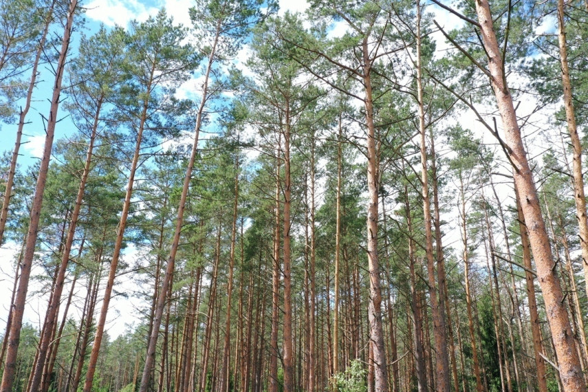 Parduodamas sklypas su ežero pakrante, Senojo Tarpupio k. Trakų raj 16