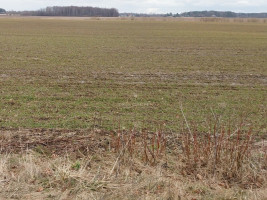 Parduodamas  sklypas Agluonėnų k., Klaipėdos r. sav., 110 a ploto 8