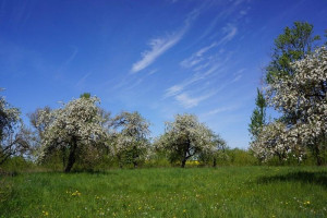 Parduodamas namas Pavytinės k., Ukmergės r. sav., 66.68 m² ploto 3 kambariai 11