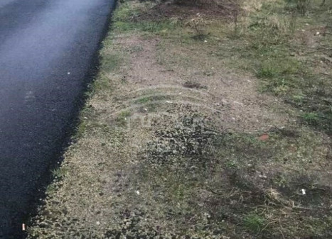 Parduodamas  sklypas Dituvos k., Klaipėdos r. sav., 7 a ploto