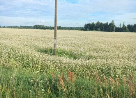 Parduodamas  sklypas Juodikių k., Klaipėdos r. sav., 11 a ploto